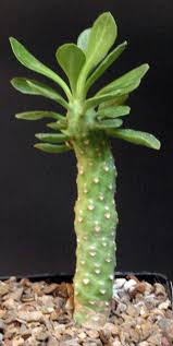 Image result for Monadenium lugardiae
