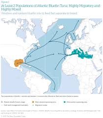 The Story Of Atlantic Bluefin The Pew Charitable Trusts