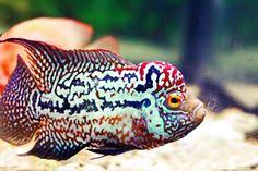 Sedikit catatan bahwa sebaiknya pada aquarium gunakan air yang terus mengalir demi menghindari kurangnya oksigen dalam air. 30 Ide Louhan Ikan Ikan Akuarium Cichlids