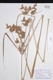 Image result for Cyperus alopecuroides