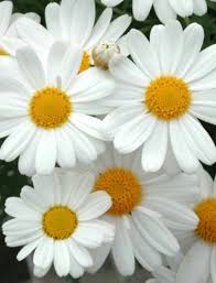 Pin By Freshta Masoud On Every Kind Of Flower Ever Happy Flowers Pretty Flowers Love Flowers