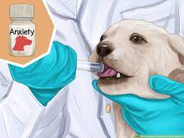 How To Help Your Senior Dog Sleep Better 8 Steps With Pictures