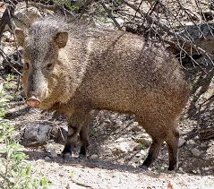 South America Desert Animals Novocom Top
