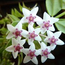Buy Hoya White Flower Plant Online At Cheap Price On Plantsguru Com