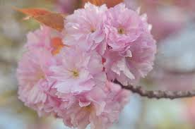 Maybe you would like to learn more about one of these? Kwanzan Cherry Tree Flowers 3 Photograph By Jenny Rainbow