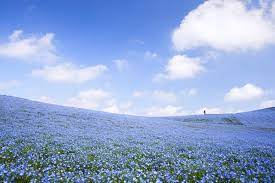 Flower #nemophila #japan nemophila adalah tanaman hias bunga yang memiliki nama umum baby blue eyes. A Sea Of 4 5 Million Baby Blue Eye Flowers In Japan S Hitachi Seaside Park Colossal