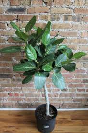 Image result for Ficus demeusei