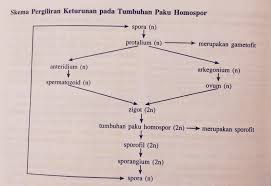 Artinya, tumbuhan paku memiliki akar, batang, daun sejati, dan sekaligus merupakan tumbuhan cryptogamae (penghasil spora). Jelaskan Cara Reproduksi Tumbuhan Paku Brainly Co Id