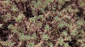 Image result for Dichilus reflexus