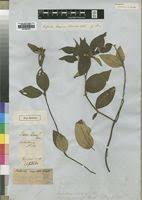 Image result for Melastomastrum