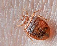Bed Bugs