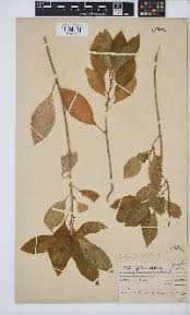 Image result for Clutia hirsuta