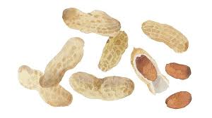 Image result for Arachis hypogaea