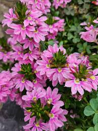 Image result for Scaevola