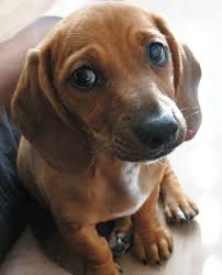 Black And Tan Dachshund Beagle Mix Dachshund Beagle Google Zoeken Dachshund Mix Dachshund Dog Dachshund Puppies