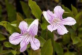 Image result for Bignonia callistegioides