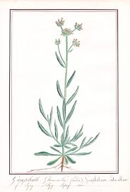 Image result for Pseudognaphalium luteo-album