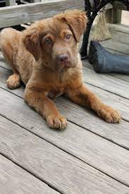 Maybe you would like to learn more about one of these? 32 Labrador Golden Mix Ideas Labrador Labrador Retriever Puppies