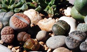 They have tendency to grow into a very large plant under the correct conditions, and is one of the few cactus which will flower and produce fruit. Lithops How To Grow And Care For Living Stone Plants Epic Gardening