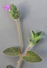 Image result for Nelsonia canescens