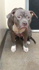 meet electra a two year old dog who was left at the inland valley humane society in pomona california on may 17 electra s pitbulls shelter dogs dog facts