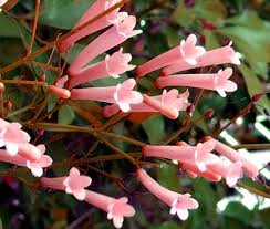 Image result for Cuphea