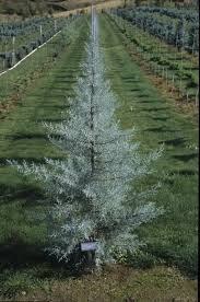 Image result for Cupressus torulosa