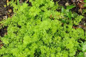 Pin On Gardening
