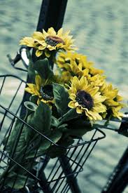 Fiori le piu belle immagini per il buongiorno buonanotte e. Immagini Belle Whatsapp 12 Ultime Notizie Flash