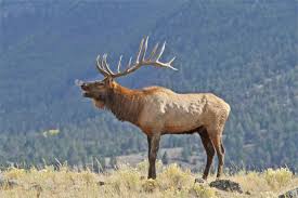 Rocky Mountain Elk Foundation Leads The Way Gohunt Rocky mountain elk (cervus canadensis nelsoni) are large mammals in the deer family that live in colorado's forests.