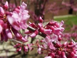 Redbud tree is deciduous tree that belongs to the family fabaceae. Cercis Canadensis 160 Redbud Fabaceae Leguminosae