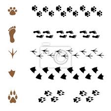 Tierspuren fährten, fraßspuren, losungen, gewölle u.a. Der Burstensatz In Form Von Tierspuren Wandsticker Krahen Isoliert Paw Myloview De