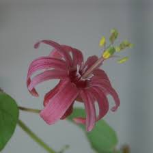 Image result for Passiflora sanguinolenta