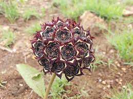 Image result for Satyrium sceptrum