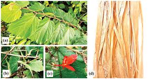 Image result for Helicteres