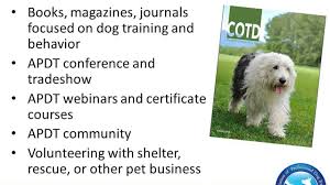 Check spelling or type a new query. How To Become A Professional Dog Trainer Youtube