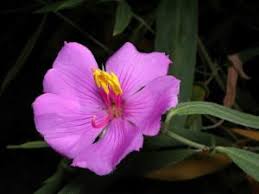 Image result for Heterocentron macrostachyum