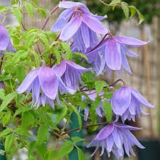 Now this is something very special! Top 10 Best Clematis For Attracting Bees Into Your Garden Pyracantha Co Uk