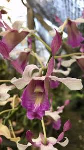 READY!! dendro kromodi rejo kondisi knop. harga 150.000. minat ?  082141894305, #dendrobium #anggrek #jualanggrek
