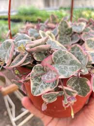 Image result for Ceropegia carnosa