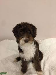 He is only 8.5 pounds grown. Border Collie Poodle Dog Novocom Top