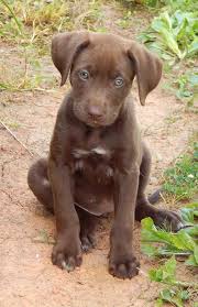 Both mum and dad have amazing soft natures and temperaments, both we have a stunning litter of full pedigree golden retriever puppies 4 chunky boys available. Burlington Vt Labrador Retriever Meet Chocolate 6 Lb Green Eyes A Pet For Adoption