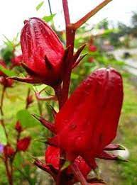 Menyediakan rosella merah dan rosella ungu harga kulakan guna anda. 16 Manfaat Buah Rosella Pada Kesehatan Manfaat Co Id
