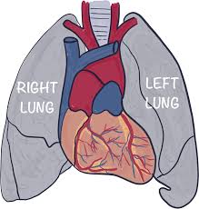 Anatomy And Physiology Of The Heart Springer Publishing