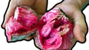 The ilama or ilama tree (annona diversifolia) is a tropical fruit tree found in central america. Red Ilama Strawberry Taste Custard Apple Texture With Steve Trenerry Youtube