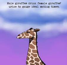Learn about commonly used animal terms at howstuffworks. 30 Weird Animal Facts They Didn T Teach You In School Bored Panda