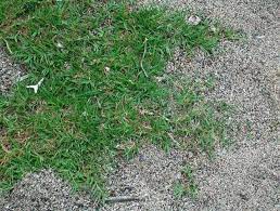 How To Plant Bermuda Grass Seed Hunker Bermuda Grass Seed Bermuda Grass Planting Grass
