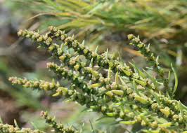 Image result for Suaeda sp. B