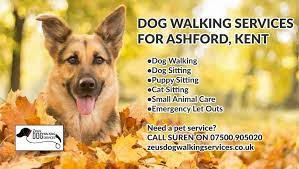 Maybe you would like to learn more about one of these? Dog Walking In Ashford Kent Zeus Dog Walking And Sitting Services