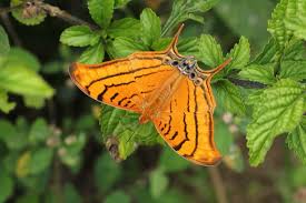 Image result for Cordia torrei